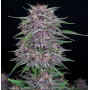 Семена каннабиса BANANA PURPLE PUNCH Auto