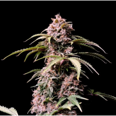 AMNESIA Z (Amnesia Zkittlez) Auto