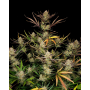 Cannabis seed APPLE Strudel Auto