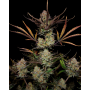 Cannabis seed APPLE Strudel Auto