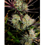 Cannabis seed APPLE Strudel Auto
