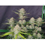 Cannabis seed APRICOT Auto