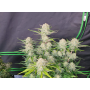 Cannabis seed APRICOT Auto