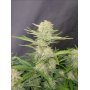 Cannabis seed APRICOT Auto