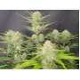 Cannabis seed APRICOT Auto