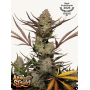 Cannabis seed APPLE Strudel Auto