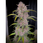 Семена каннабиса BANANA PURPLE PUNCH Auto