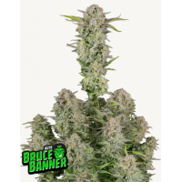 BRUCE BANNER Auto