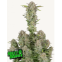 Семена каннабиса BRUCE BANNER Auto