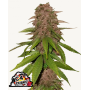 Семена каннабиса C4 Auto