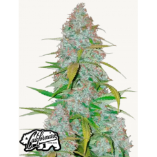 CALIFORNIAN SNOW Auto