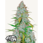 Семена каннабиса CALIFORNIAN SNOW Auto