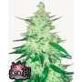 Cannabis seed variety CBD Auto 1:1 (CBD CRACK)