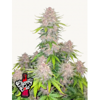 CHERRY COLA Auto