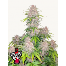 CHERRY COLA Auto