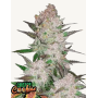 Семена каннабиса CREAM COOKIES Auto