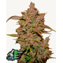 Семена каннабиса CRYSTAL METH Auto