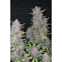 Семена каннабиса FASTBERRY Auto