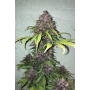 Семена каннабиса FASTBERRY Auto