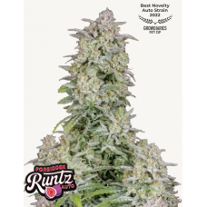 FORBIDDEN Runtz Auto