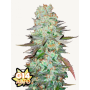 Семена каннабиса G14 Auto