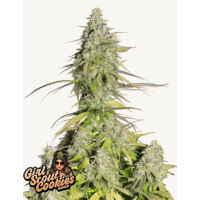 GIRL SCOUT COOKIES Auto