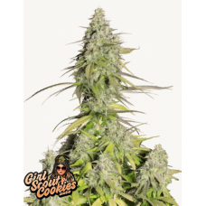 GIRL SCOUT COOKIES Auto