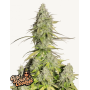Семена каннабиса GIRL SCOUT COOKIES Auto