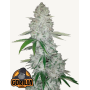 Семена каннабиса GORILLA Auto (GORILLA GLUE Auto)