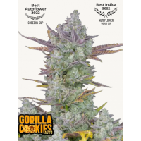 GORILLA COOKIES Auto