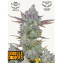 Семена каннабиса GORILLA COOKIES Auto