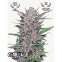 Семена каннабиса GORILLA PUNCH Auto