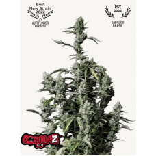 GORILLA Z Auto (GORILLA Zkittlez Auto)