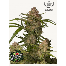 GUAVA Auto™