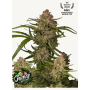 Семена каннабиса GUAVA Auto™