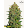 Семена каннабиса LEMON AK Auto