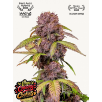 LEMON Cherry COOKIES Auto