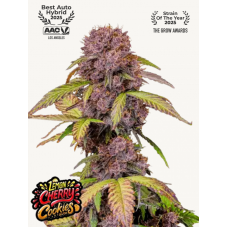 LEMON Cherry COOKIES Auto