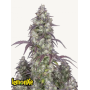Семена каннабиса LEMON Pie Auto