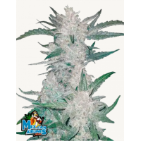 MEXICAN AIRLINES Auto