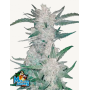 Семена каннабиса MEXICAN AIRLINES Auto