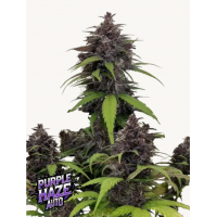 PURPLE HAZE Auto™