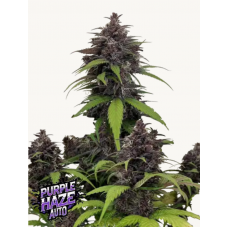 PURPLE HAZE Auto™