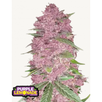 PURPLE LEMONADE Auto