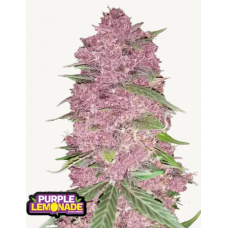PURPLE LEMONADE Auto