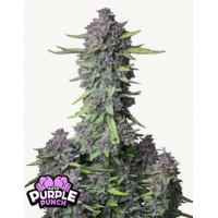 PURPLE PUNCH Auto