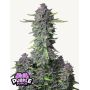 Семена каннабиса PURPLE PUNCH Auto