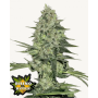 Семена каннабиса RHINO RYDER Auto