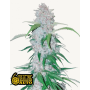 Семена каннабиса Six SHOOTER Auto