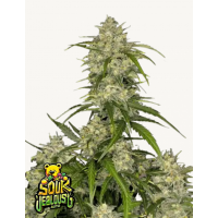 SOUR JEALOUSY Auto™